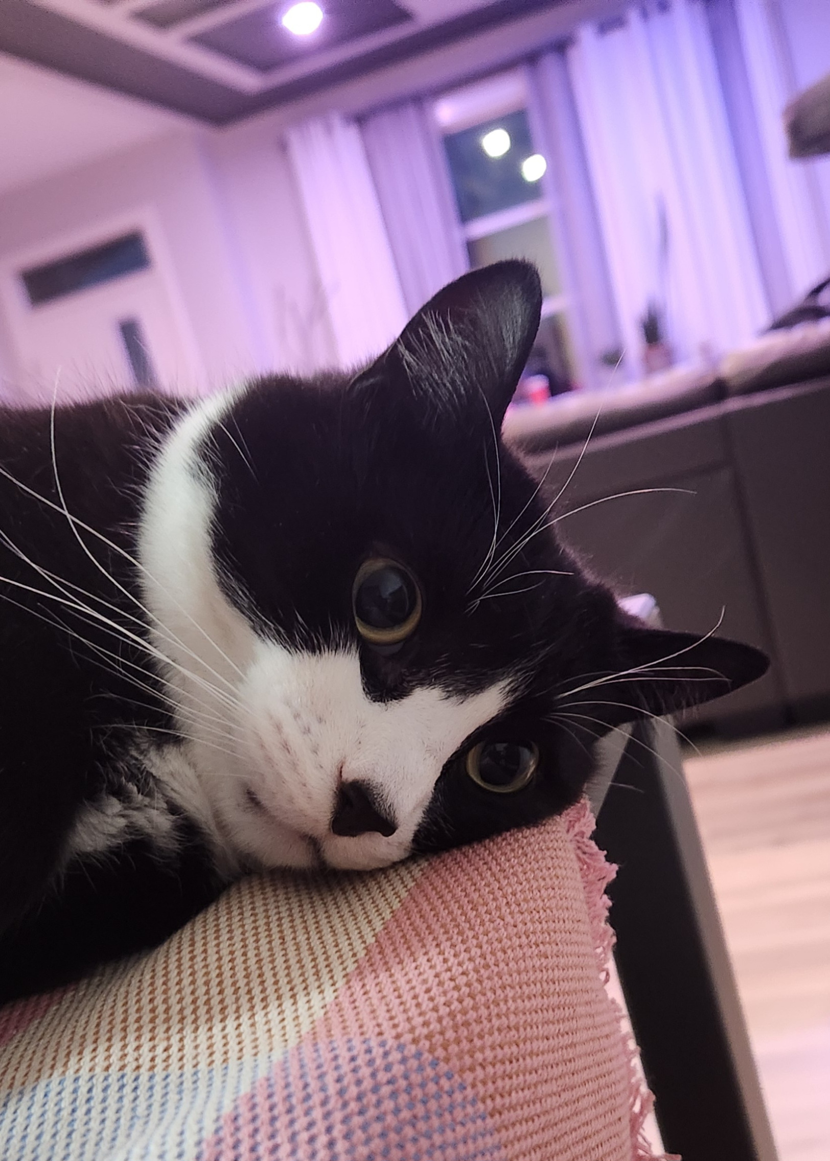 PTSD Cat Blank Meme Template
