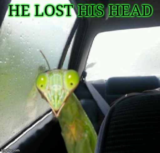 Introspective Mantis | HE LOST HIS HEAD | image tagged in introspective mantis | made w/ Imgflip meme maker