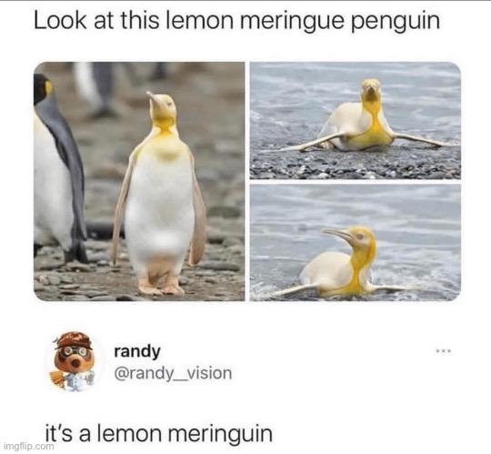 Penguin | image tagged in lemon,penguin | made w/ Imgflip meme maker