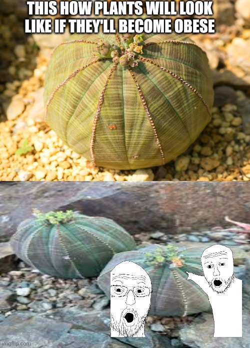 Obese plants look | THIS HOW PLANTS WILL LOOK LIKE IF THEY'LL BECOME OBESE | image tagged in plant memes,rare plants | made w/ Imgflip meme maker