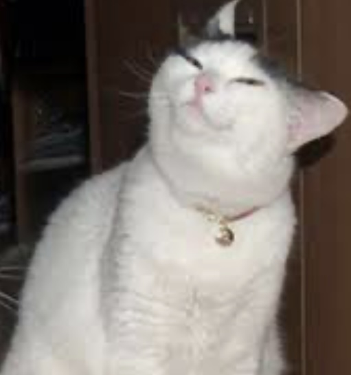 Smug Blank Meme Template