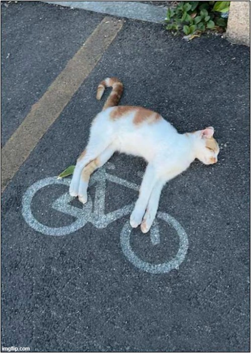 Dreaming Of Freewheeling | image tagged in cats,dreaming,freewheeling | made w/ Imgflip meme maker