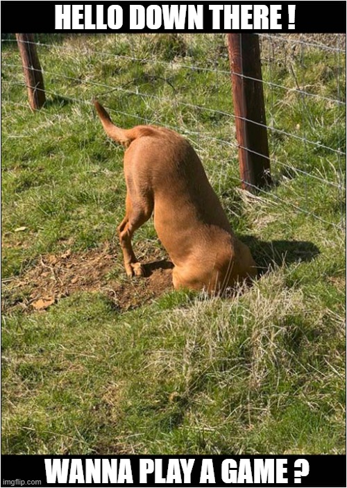 What A 'Friendly' Dog ! | HELLO DOWN THERE ! WANNA PLAY A GAME ? | image tagged in dogs,rabbits,wanna play | made w/ Imgflip meme maker