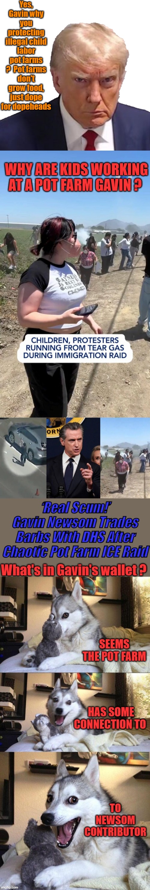 Yes, Gavin why you protecting illegal child labor pot farms ?  Pot farms don't grow food, just dope for dopeheads | image tagged in 45 with a vengeance | made w/ Imgflip meme maker