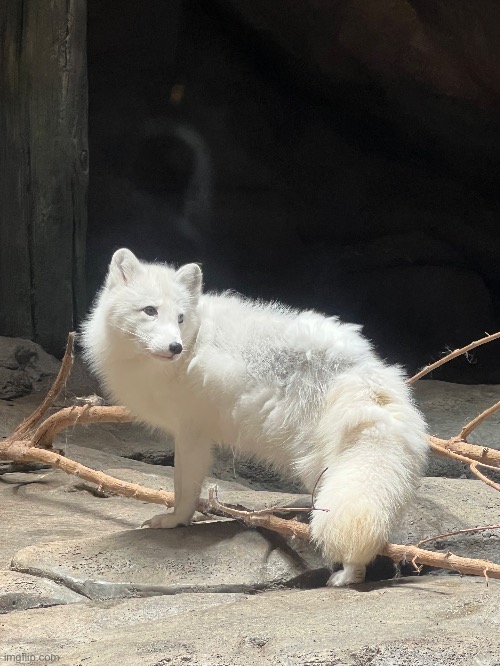 Here’s a picture of an artic fox | made w/ Imgflip meme maker