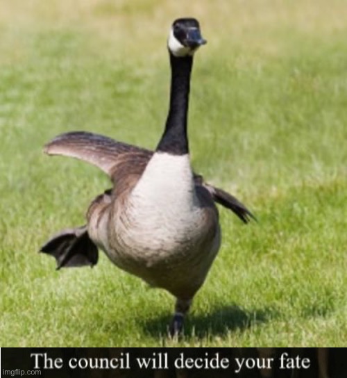 image tagged in silly goose,the council will decide your fate | made w/ Imgflip meme maker