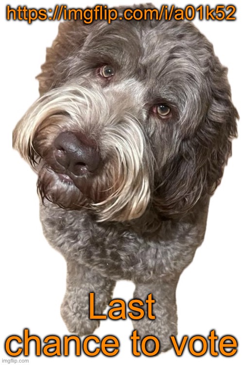 Norther's dog | https://imgflip.com/i/a01k52; Last chance to vote | image tagged in norther's dog | made w/ Imgflip meme maker