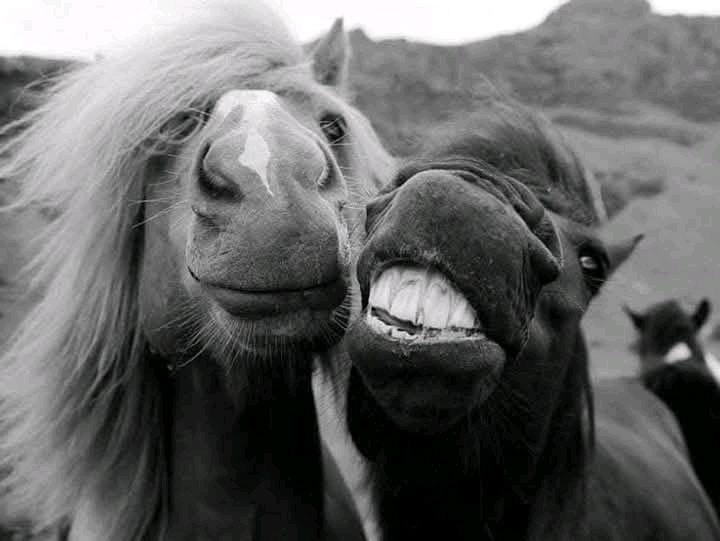 Happy horsies Blank Meme Template