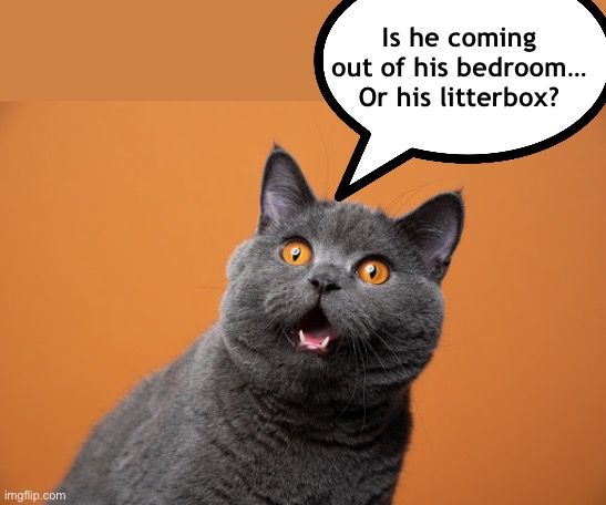 Is he coming out of his bedroom…
Or his litterbox? | made w/ Imgflip meme maker