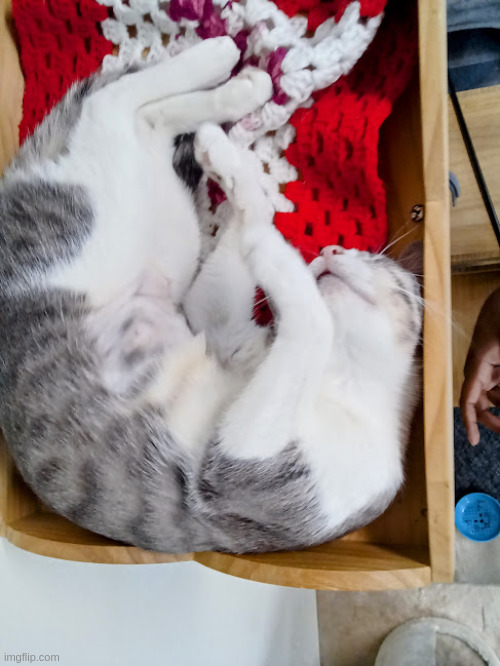 she fell asleep like this while i was petting her | made w/ Imgflip meme maker