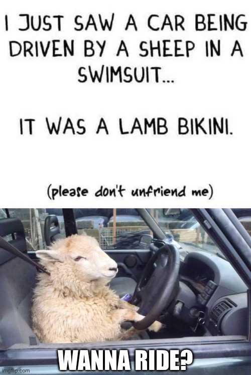 Bikini sheep | WANNA RIDE? | image tagged in lamborghini,sheep,lamb,bad pun | made w/ Imgflip meme maker