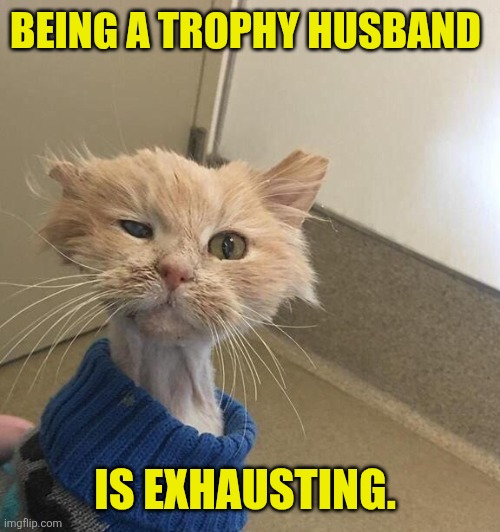 Exhausted cat | BEING A TROPHY HUSBAND; IS EXHAUSTING. | image tagged in exhausted cat | made w/ Imgflip meme maker