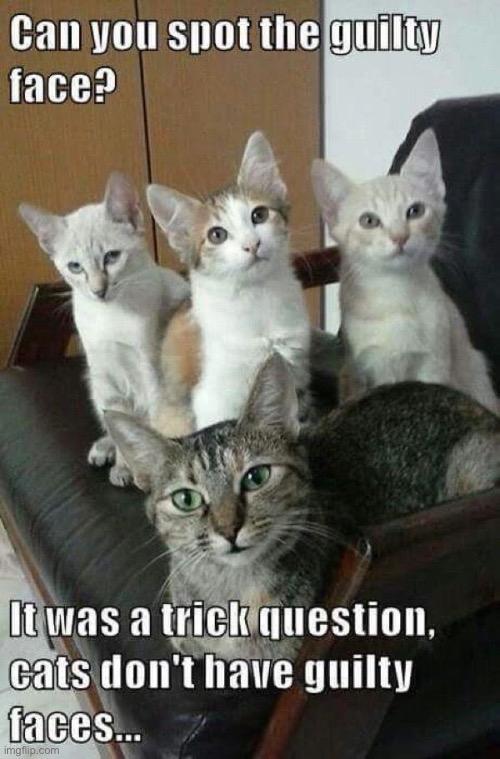 There’s no such thing as a “guilty cat face”… | image tagged in cats,guilty face | made w/ Imgflip meme maker
