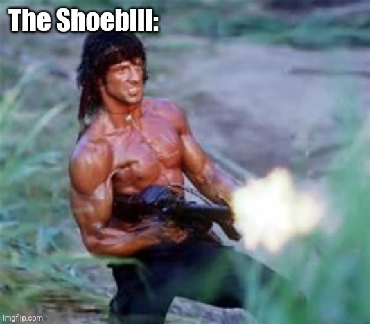 Rambo | The Shoebill: | image tagged in rambo | made w/ Imgflip meme maker