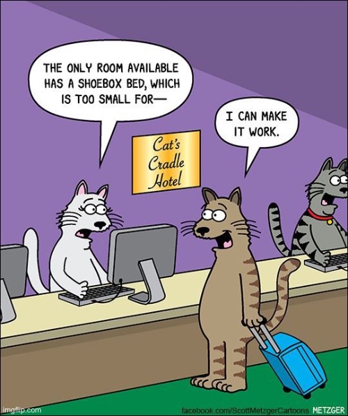 He’s extremely flexible… | image tagged in cats,comics,hotel,shoebox bed | made w/ Imgflip meme maker