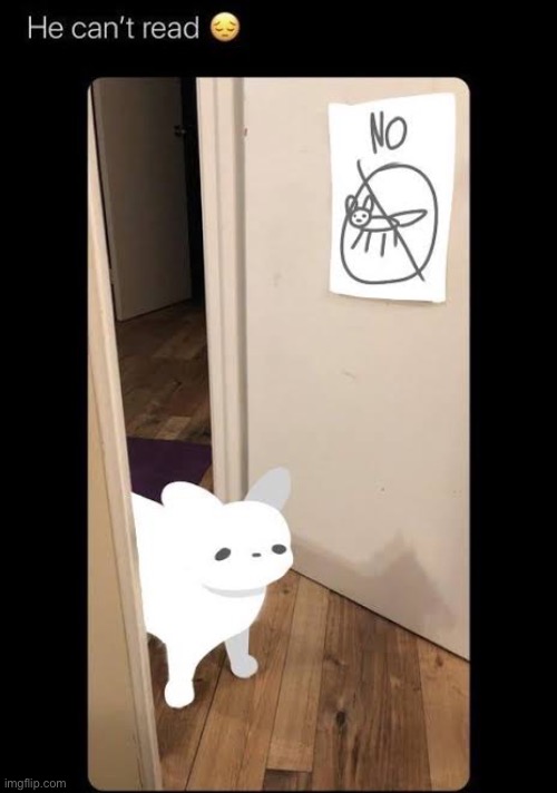 Dumbass slugcat | image tagged in rainworld,memes,dumbass shithead | made w/ Imgflip meme maker