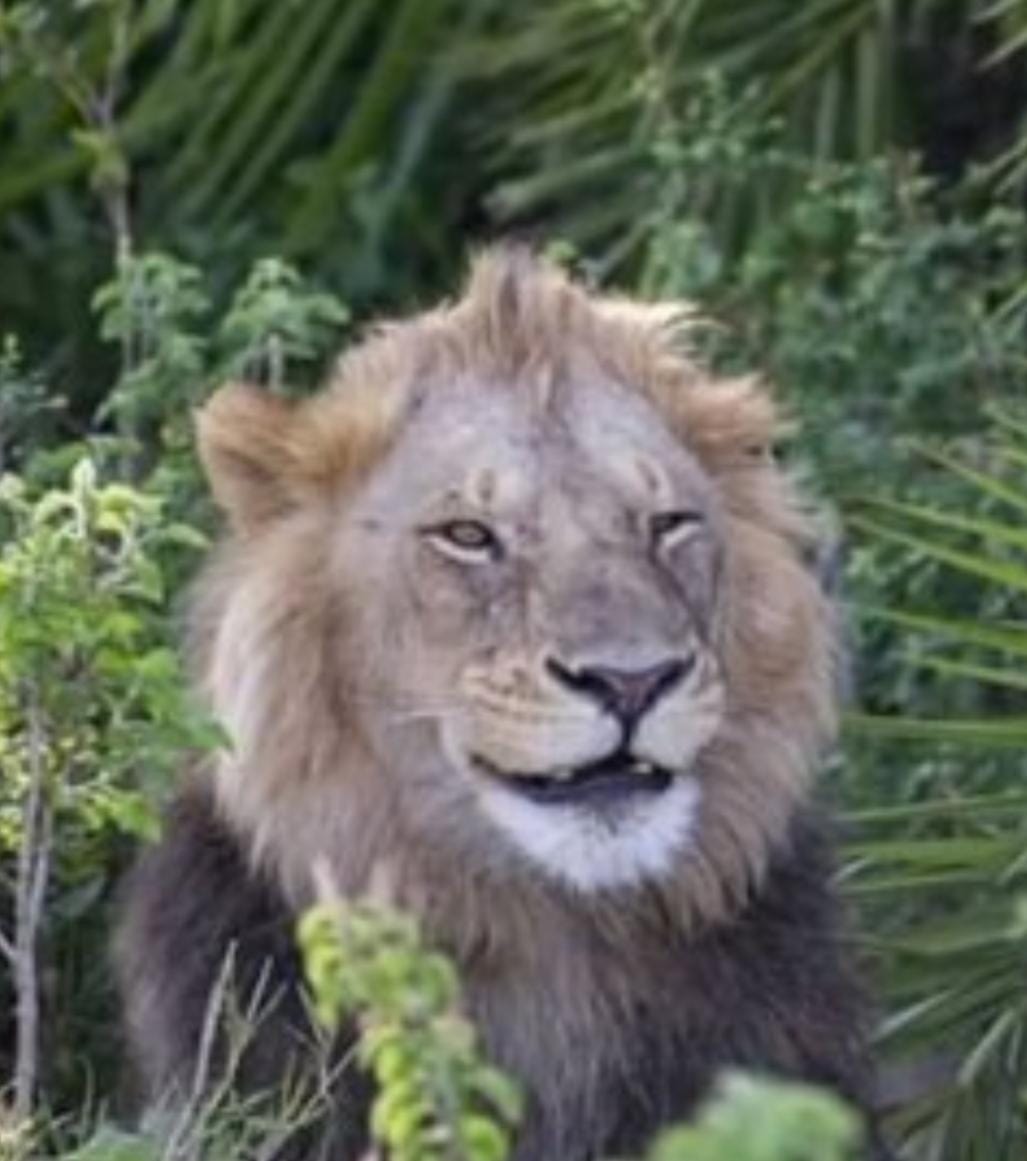 Lion Cheems Blank Meme Template