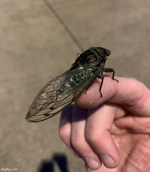 WET CICADA | made w/ Imgflip meme maker