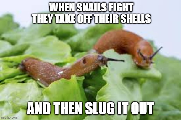 When snails fight, they take off their shells and then slug it out. | WHEN SNAILS FIGHT THEY TAKE OFF THEIR SHELLS; AND THEN SLUG IT OUT | image tagged in funny,snail,humor,slug,play on words | made w/ Imgflip meme maker