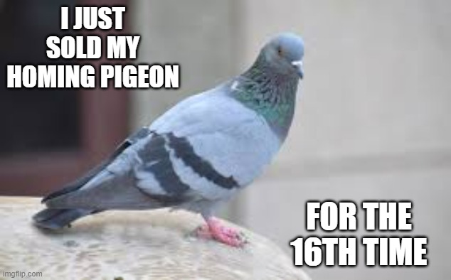 I just sold my homing pigeon for the 16th time. | I JUST SOLD MY HOMING PIGEON; FOR THE 16TH TIME | image tagged in funny,birds,humor,play on words,pigeons | made w/ Imgflip meme maker