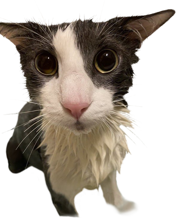 Soggy Cat Blank Meme Template