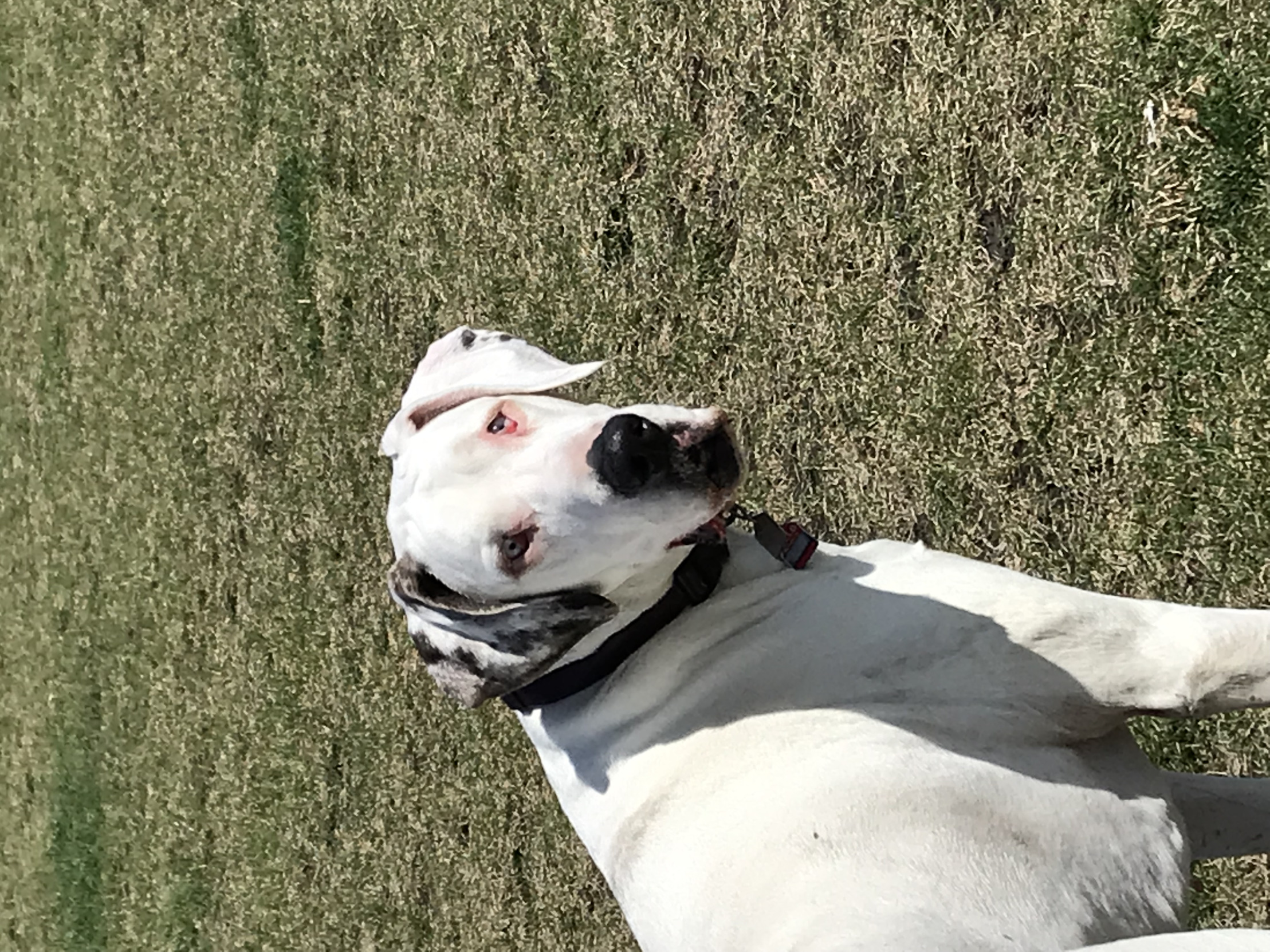 Great Dane over the shoulder look Blank Meme Template