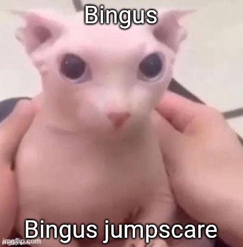 Now I'll vanish for another month or so | Bingus; Bingus jumpscare | image tagged in bingus | made w/ Imgflip meme maker