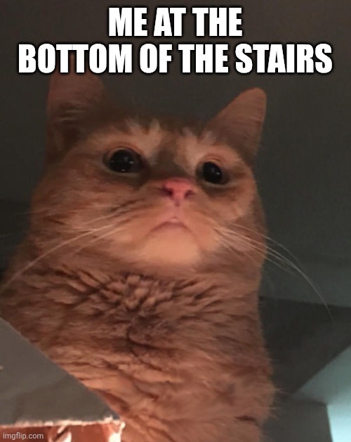 Cat looking down | ME AT THE BOTTOM OF THE STAIRS | image tagged in cat looking down | made w/ Imgflip meme maker