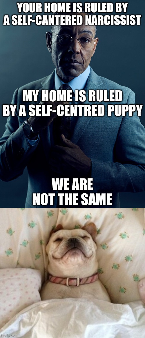 Puppy> narcissist | YOUR HOME IS RULED BY A SELF-CANTERED NARCISSIST; MY HOME IS RULED BY A SELF-CENTRED PUPPY; WE ARE NOT THE SAME | image tagged in we are not the same,dog in bed,selfish,narcissist,attention | made w/ Imgflip meme maker