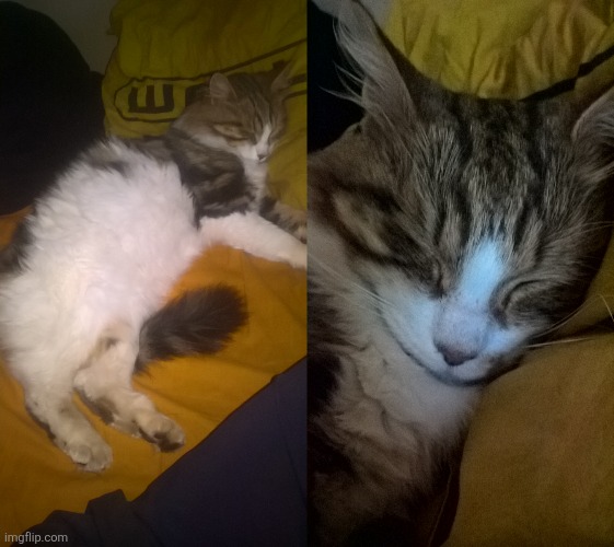 Reposting these two very old pics of my car, Gizmo | image tagged in gizmo my cat,gizmo my cat 2 | made w/ Imgflip meme maker