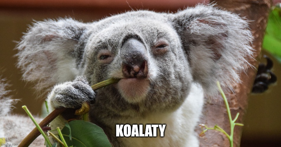KOALATY | image tagged in koalaty meme | made w/ Imgflip meme maker