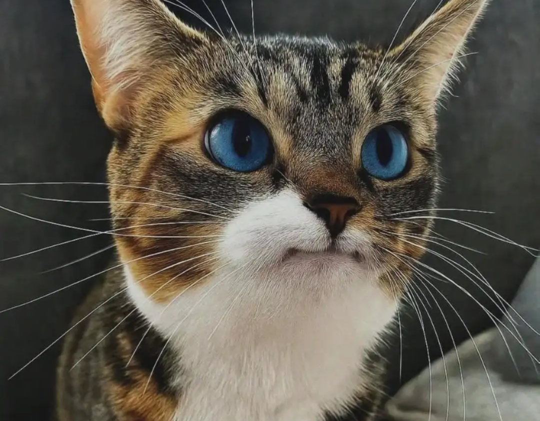 Really cat Blank Meme Template