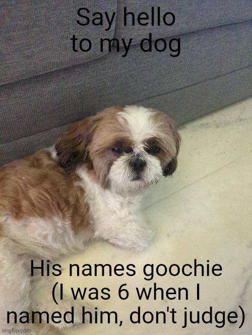 My dog | Say hello to my dog; His names goochie (I was 6 when I named him, don't judge) | image tagged in goochie,dog,my dog | made w/ Imgflip meme maker