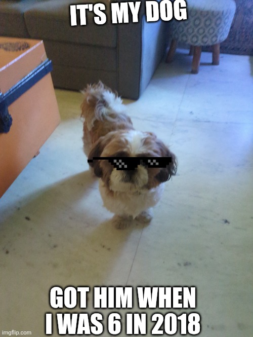 My dog | IT'S MY DOG; GOT HIM WHEN I WAS 6 IN 2018 | image tagged in dog,goochie | made w/ Imgflip meme maker