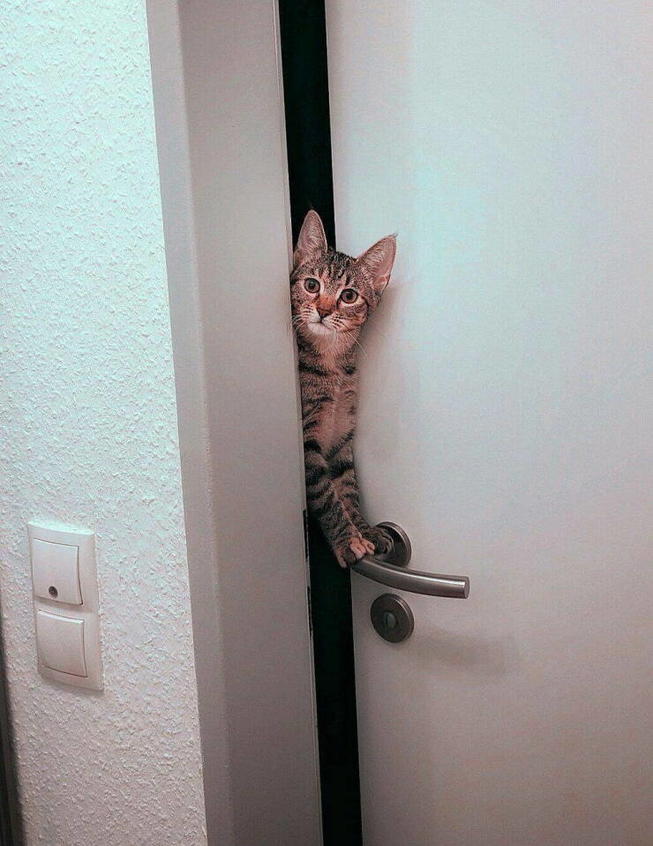 cat door Blank Meme Template