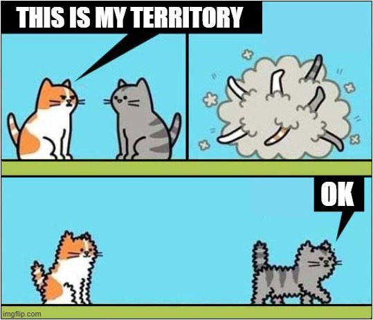 Cat Fight ! | THIS IS MY TERRITORY; OK | image tagged in cats,fighting | made w/ Imgflip meme maker