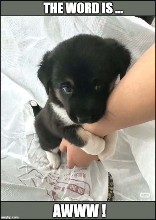 So Sweet ! | THE WORD IS ... AWWW ! | image tagged in dogs,puppy,sweet,awww | made w/ Imgflip meme maker