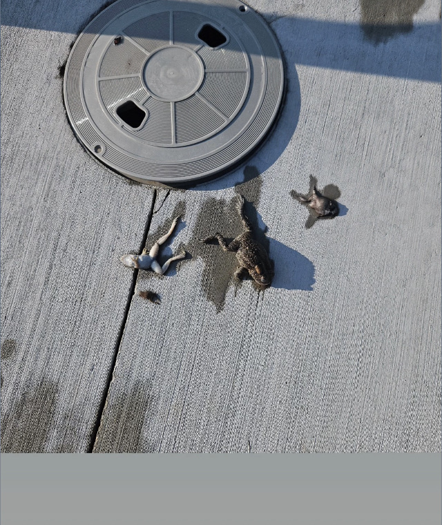 Dead frogs Blank Meme Template