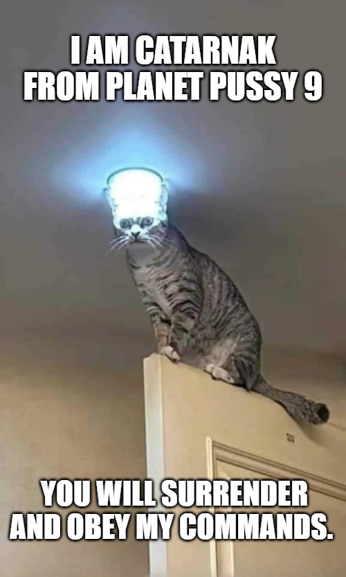 The Cat from Outer Space | I AM CATARNAK FROM PLANET PUSSY 9; YOU WILL SURRENDER AND OBEY MY COMMANDS. | image tagged in grumpy cat,cat,cute cat,funny,animals | made w/ Imgflip meme maker