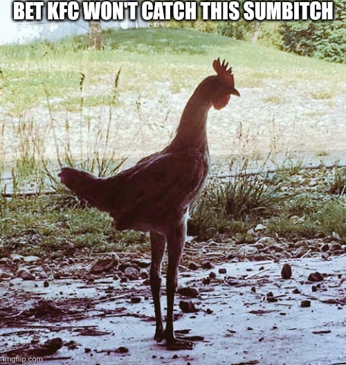 Bet KFC Won't Catch This Sumbitch | BET KFC WON'T CATCH THIS SUMBITCH | image tagged in chrisjoines1 | made w/ Imgflip meme maker
