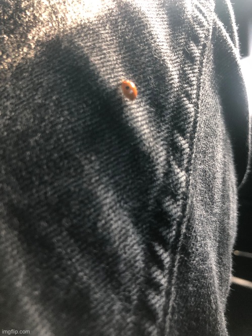 Lady bug on my thigh | made w/ Imgflip meme maker