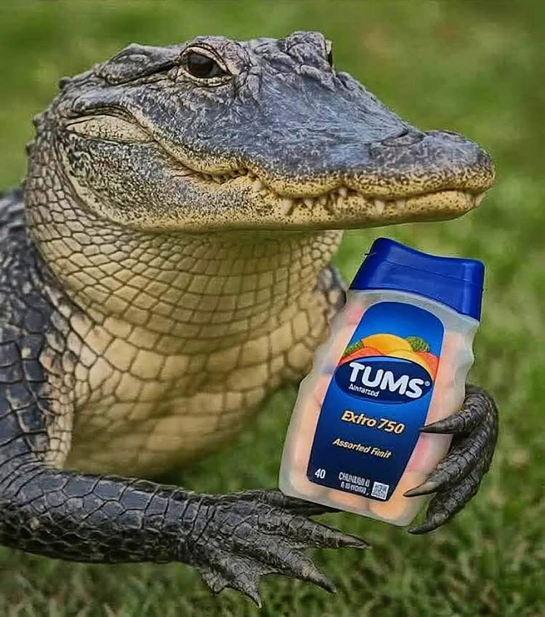 Alligator Alcatraz Blank Meme Template