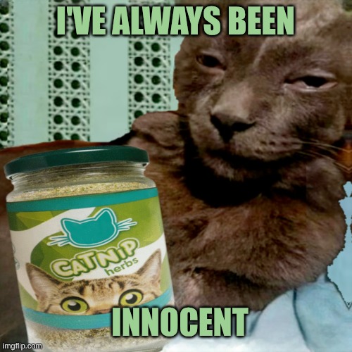 Shit Poster 4 Lyfe | I'VE ALWAYS BEEN INNOCENT | image tagged in shit poster 4 lyfe | made w/ Imgflip meme maker
