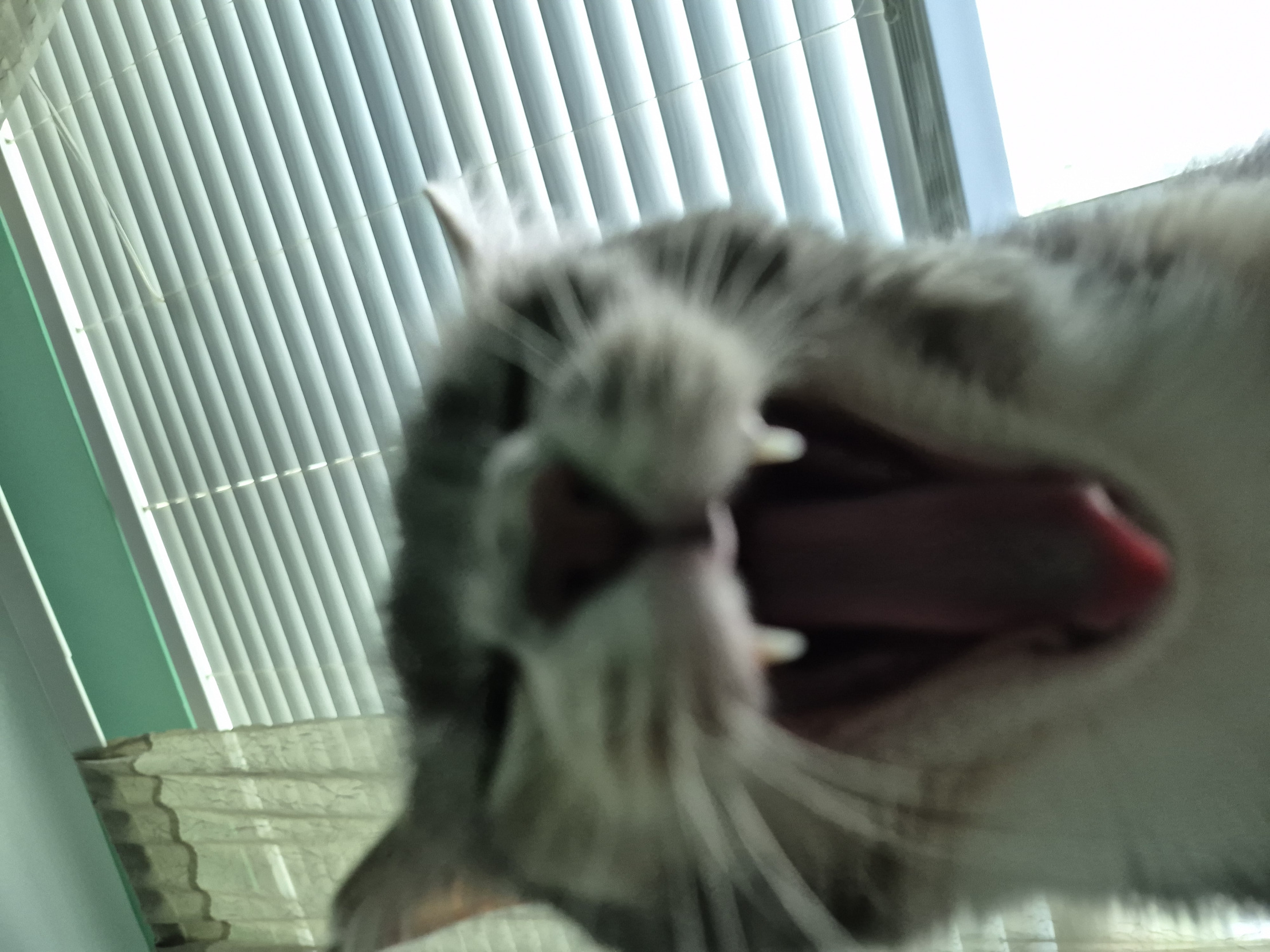 He laughing at you Blank Meme Template