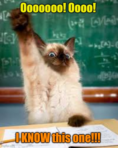 Raised hand cat | Ooooooo! Oooo! I KNOW this one!!! | image tagged in raised hand cat | made w/ Imgflip meme maker