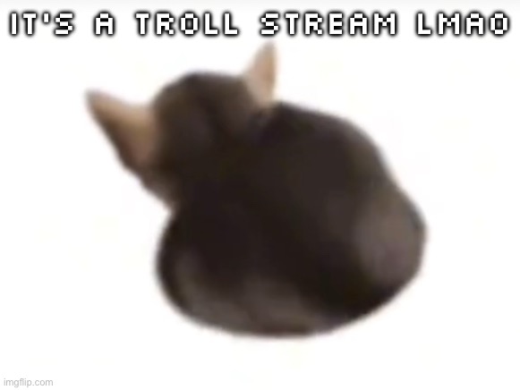Get trolled lmao | It’s a troll stream lmao | image tagged in twerking el gatito | made w/ Imgflip meme maker