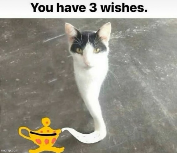 What you want? | image tagged in 3 wishes,genie,cat | made w/ Imgflip meme maker