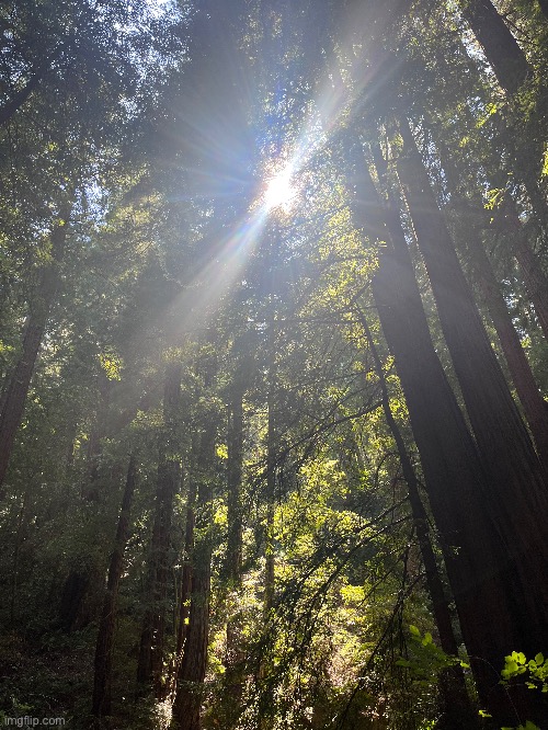 Another redwood forest pic | made w/ Imgflip meme maker