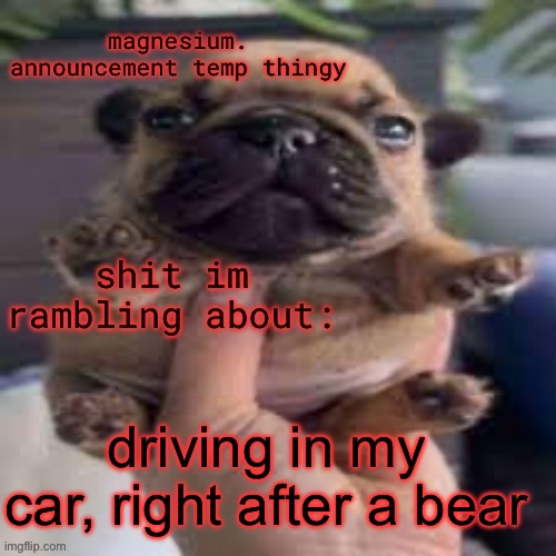 pug temp | driving in my car, right after a bear | image tagged in pug temp | made w/ Imgflip meme maker