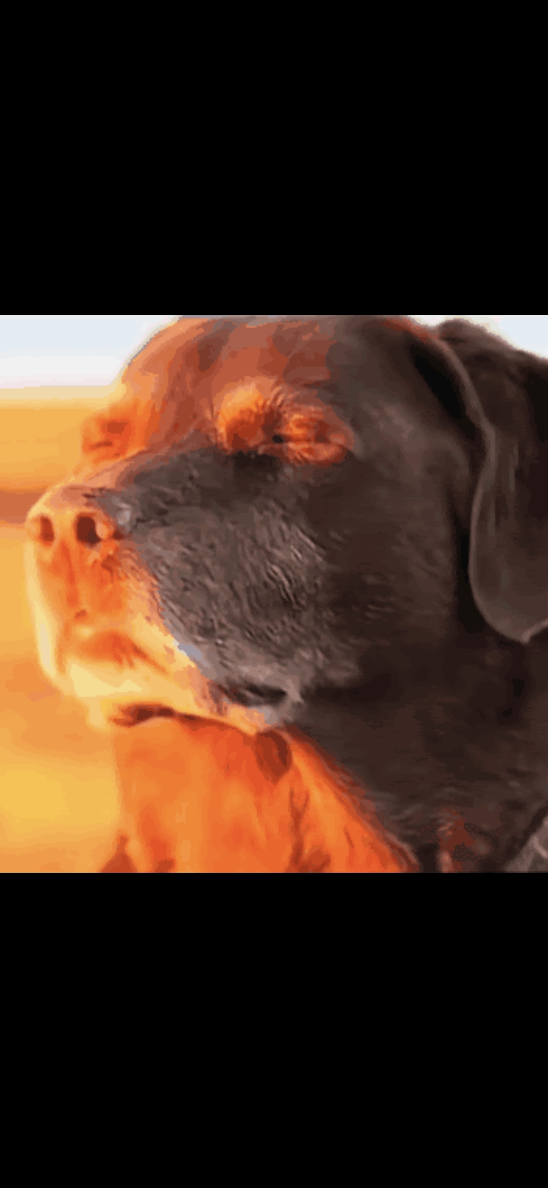 Dog meme Blank Meme Template